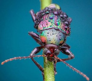 Sigma 105mm f/2.8: (Best DSLR macro lens for insect photography)