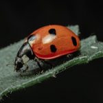 What lens to use for insect photography?