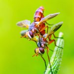 Insect photography settings?