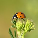 Best camera for insect photography?