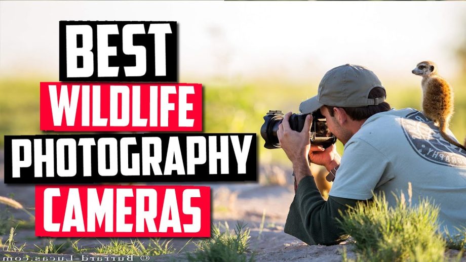 Best Camera for Landscape and Wildlife Photography
