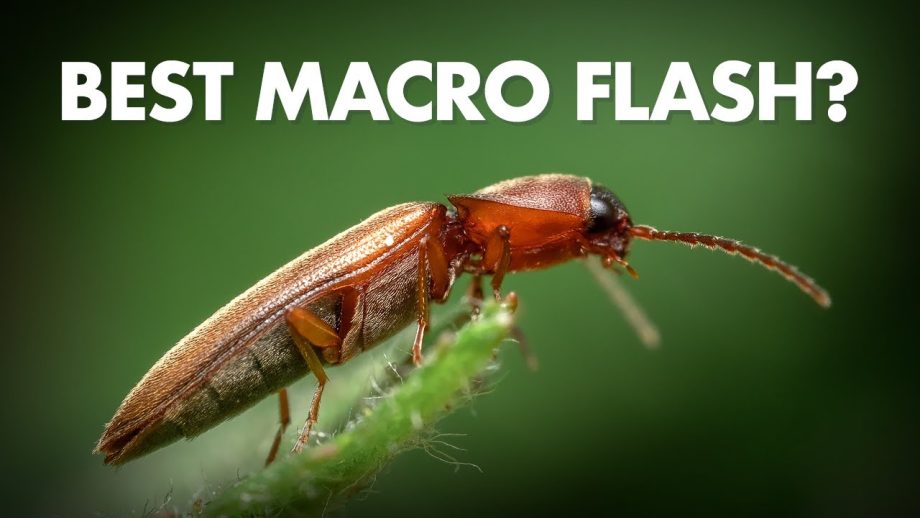 Best ring flashes for macro photography