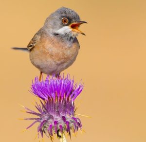 Sony a7 IV (best mirrorless camera for bird photography)