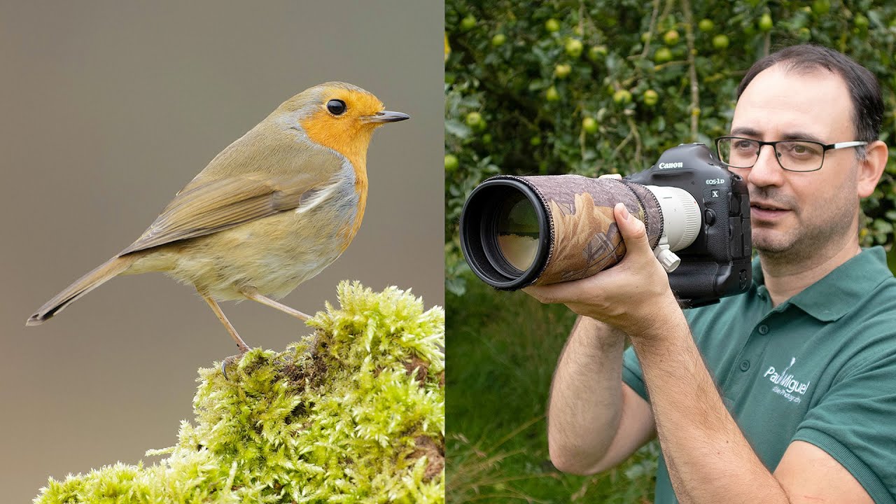 Best cheap camera for bird photography
